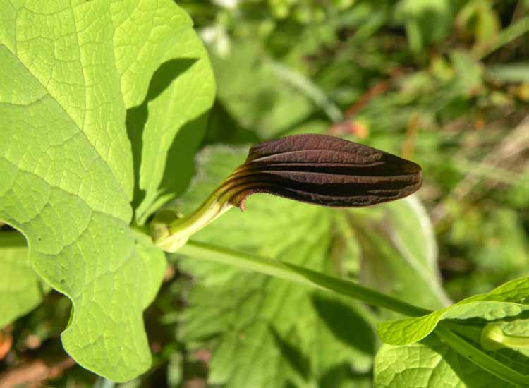Nelle Valli di Novellara alla ricerca della Viola pumila